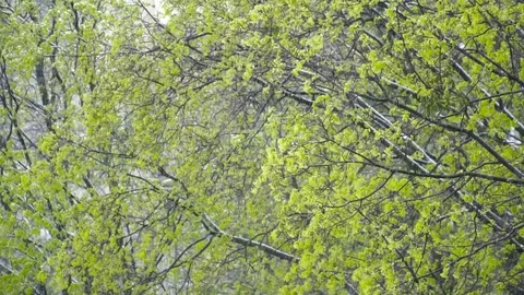 Closeup trees with green leaves under the snow during spring slow motion Stock Footage 75538397