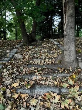 Closeup of trees grown from stone steps covered with yellow leaves Stock Photos