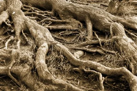 Closeup on  trees roots Stock Photos