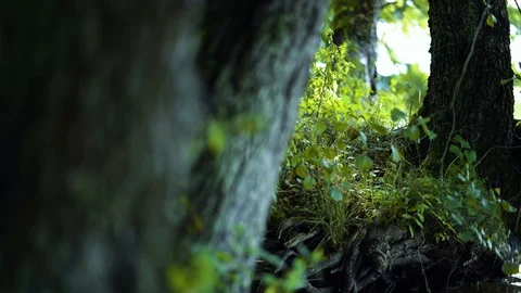 Closeup of a trees on the shore Video stock 94358392