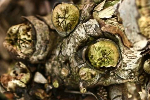 Closeup on  trees trunks and roots Stock Photos