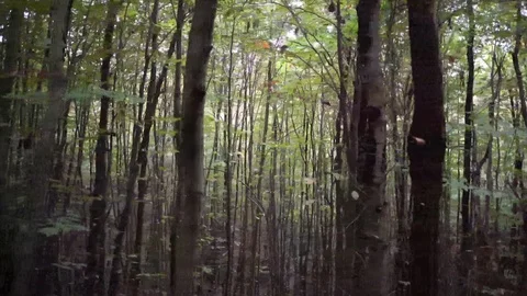 Closeup trees walking in forest dark 스톡 동영상 97719135