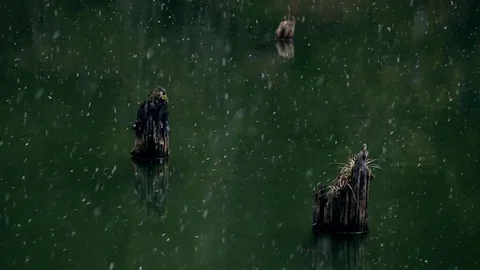 Closeup of trees in the water during snowfall Stock Footage