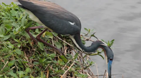 Closeup of Tri-colored Heron Eating Insects at the Lake Shore Stock Footage 37251799