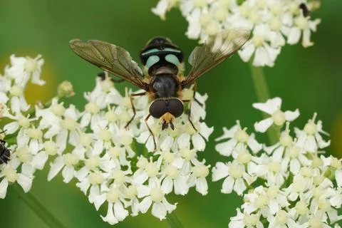 Closeup on the Triangular Lucent swafly, Didea alneti on a white Heracleum sphon Stock Photos