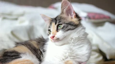 Closeup of Tricolor Kitten Video stock 12229763