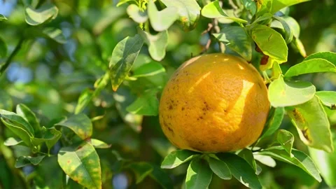 Closeup of tropical fruit hanging on tree. Orange fruit Stock Footage 197034090