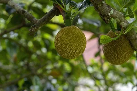 Closeup Of Tropical Fruit Stock Photos