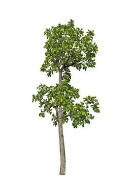Closeup Tropical Tree on White Background, Clipping Path Фото