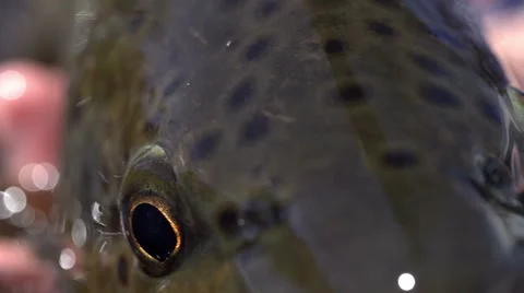A closeup of a trout Video stock 40647755