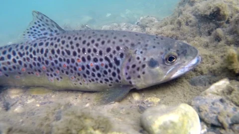 Closeup trout lies on bottom and swims between stones Stock Footage 101761617