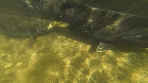 Closeup of Trout Underwater (Version #1) Stock Footage 42659900