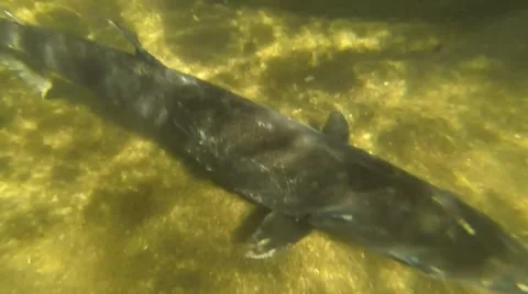 Closeup of Trout Underwater (Version #2) Video stock 42659813