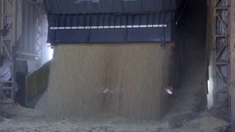 Closeup of truck unloading soybeans into automatic elevator of silo storage. Stock Footage 192873570