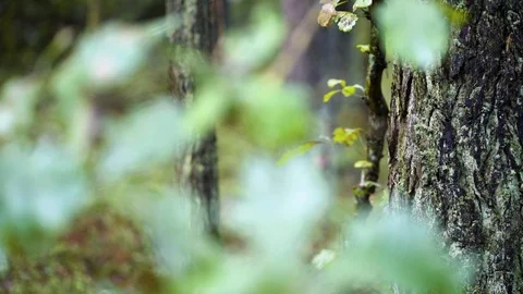 Closeup of a trunk in the forest Video stock 94356608