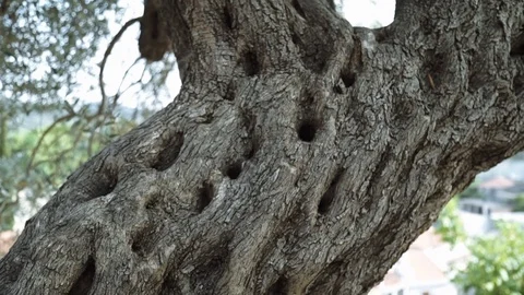 Closeup of the trunk of an old oak tree Stock Footage 79998624