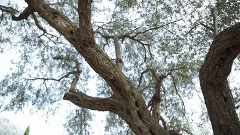 Closeup of the trunk of an old oak tree Stock Footage 79999340