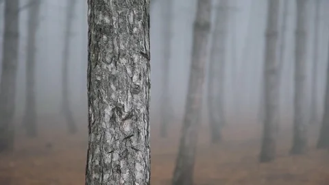 Closeup of the trunk of a tree in a dark forest in fog Stock Footage 122703229