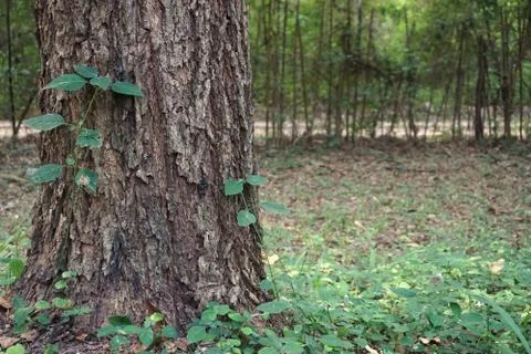 Closeup trunk of tree in the forest for background used Foto stock