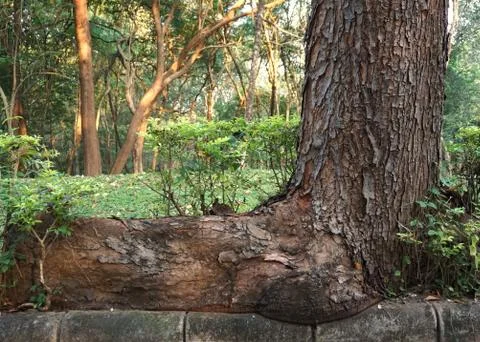 Closeup trunk of tree in the forest for background used Stock Photos