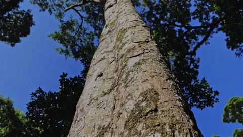 Closeup of the trunk of a tree. Showing top to bottom with a blue sky and l.. Stock Footage 236655701