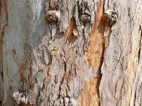 Closeup Trunk Of Tree With Sunlight For Background At Kaengkabao Stock Photos