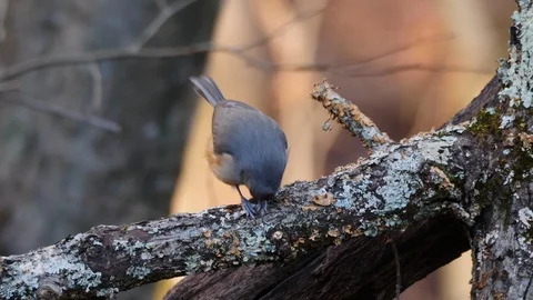 Closeup of Tufted Titmouse bird eating seed Stock Footage 100889596