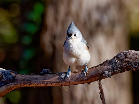 Closeup of Tufted Titmouse bird Foto stock