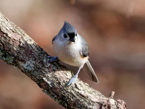 Closeup of tufted titmouse bird Stock Photos