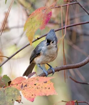 Closeup of Tufted Titmouse bird surrounded by colorful fall leaves Foto stock