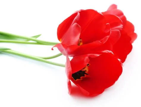 Closeup of tulip Stock Photos