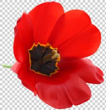 Closeup of Tulip Stock Photos