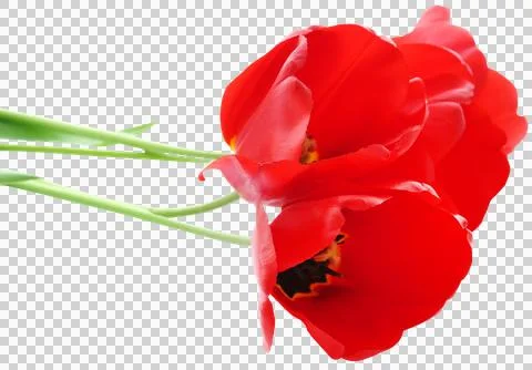 Closeup of tulip Stock Photos