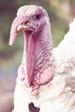Closeup Turkey 스톡 사진