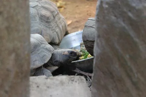 Closeup of a turtle and its shell Stock Photos