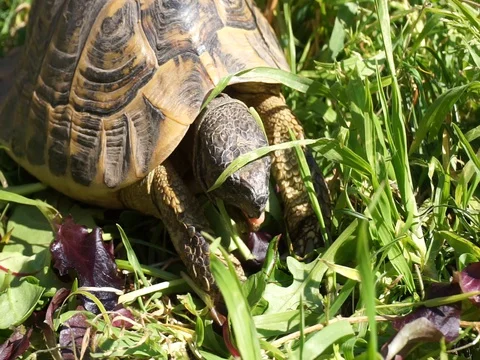 Closeup of a turtle eating grass Stock Footage 128824416