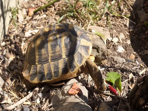 Closeup of a turtle eating grass Stock Footage 128824463