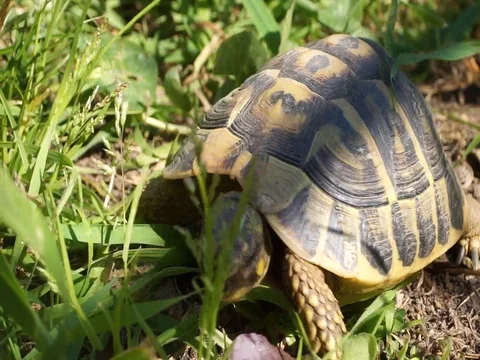 Closeup of a turtle eating grass Stock Footage 128824479