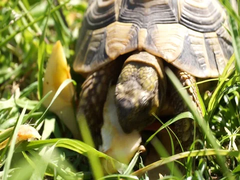 Closeup of a turtle eating grass Stock Footage 128824504