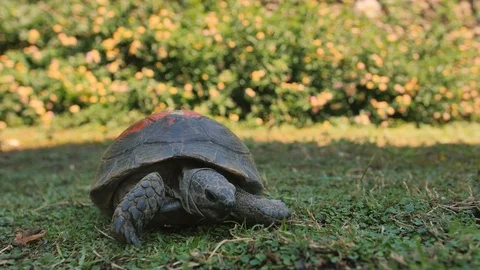 Closeup of turtle feeding on grass Video stock 76612359