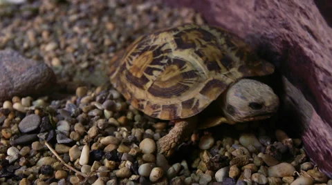 Closeup of turtle Stock Footage 50098048