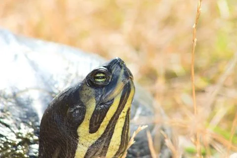 Closeup of turtle head and eye with selective focus on foreground Stock Photos