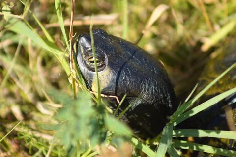 Closeup of turtle head side view with grass around and selective focus on for Stock Photos