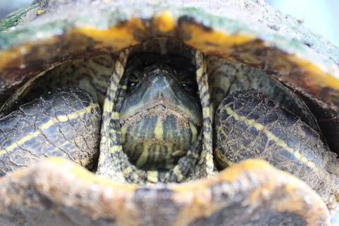 Closeup of a turtle hiding its head in the shell Stock Photos