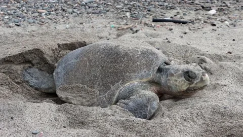 Closeup of a turtle putting eggs in the sand and taping them Stock Footage 222763028