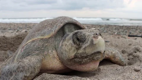 Closeup of a turtle putting eggs in the sand and taping them Stock Footage 222763230