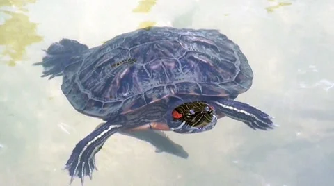 A closeup of a turtle swimming with a fish in a pond Stock Footage