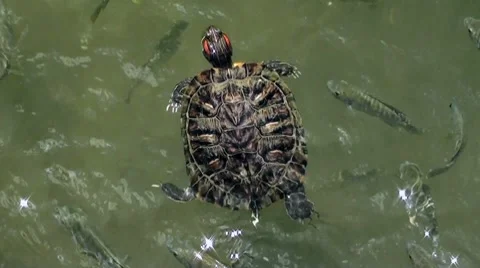 A closeup of a turtle swimming with  a fish in a pond 2 Stock Footage 8522519