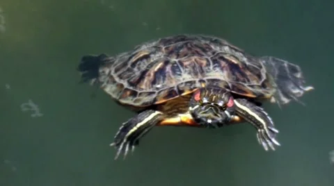 A closeup of a turtle swimming in a pond Stock Footage