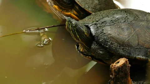 Closeup of turtle's head going inside and outside of its shell Stock Footage 76886668